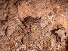 Eleutherodactylidae