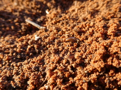 Hodotermes mossambicus