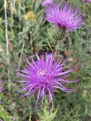 Cirsium wheeleri
