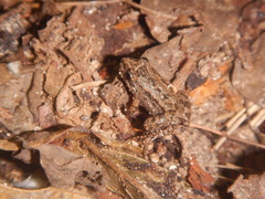 Eleutherodactylidae