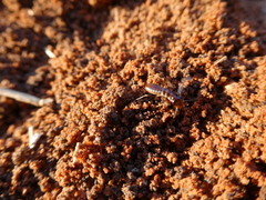 Hodotermes mossambicus