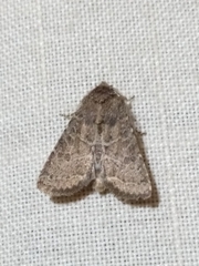 Protorthodes