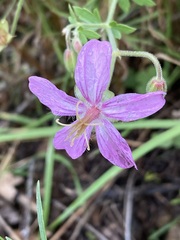 Geranium caespitosum