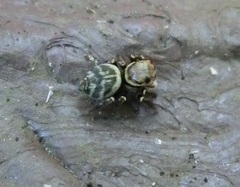 Carrhotus sannio