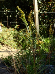 Solidago argentinensis