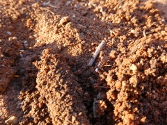 Hodotermes mossambicus