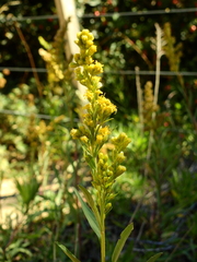 Solidago argentinensis