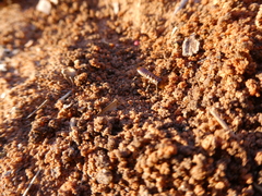 Hodotermes mossambicus