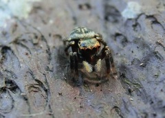 Carrhotus sannio