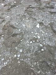 Charadrius bicinctus bicinctus