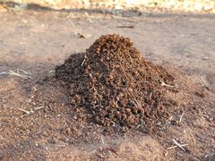 Hodotermes mossambicus