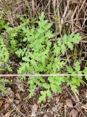 Phacelia congesta