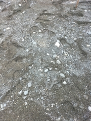 Charadrius bicinctus bicinctus