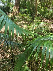 Archontophoenix alexandrae