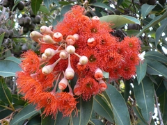 Corymbia ficifolia