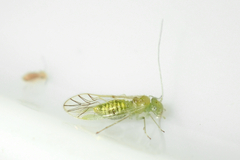 Austropsocus viridis