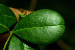 Ilex obcordata