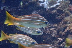 Parapristipoma octolineatum