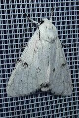 Acronicta leporina
