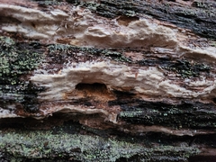 Neoantrodia serialis