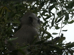 Chlorocebus pygerythrus