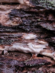 Neoantrodia serialis