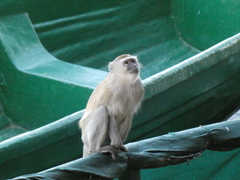 Chlorocebus pygerythrus