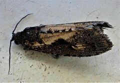 Cryptaspasma querula