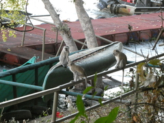 Chlorocebus pygerythrus