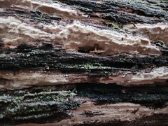 Neoantrodia serialis