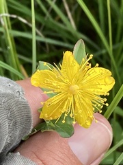 Hypericum scouleri