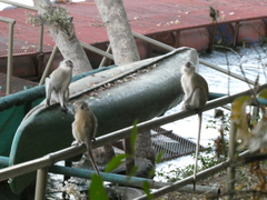 Chlorocebus pygerythrus