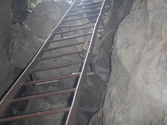 Ctenosaura acanthura