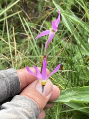 Primula tetrandra