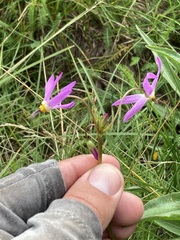 Primula tetrandra
