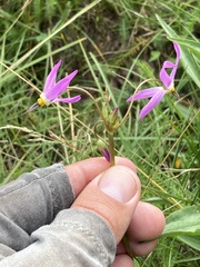 Primula tetrandra
