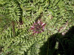 Carlina acaulis acaulis