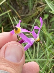Primula tetrandra