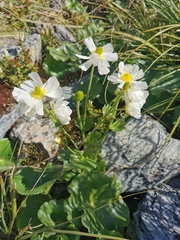 Ranunculus lyallii