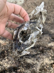 Myoxocephalus scorpius