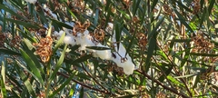 Cephisus siccifolius