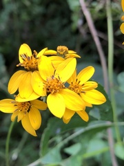 Chrysogonum