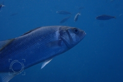 Dicentrarchus labrax