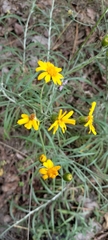 Senecio stoechadiformis