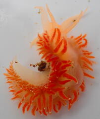 Coryphella borealis