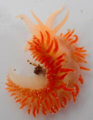 Coryphella borealis