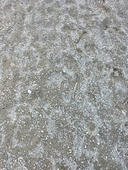 Charadrius bicinctus bicinctus