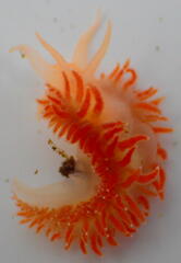 Coryphella borealis