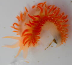 Coryphella borealis