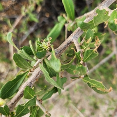 Forestiera macrocarpa